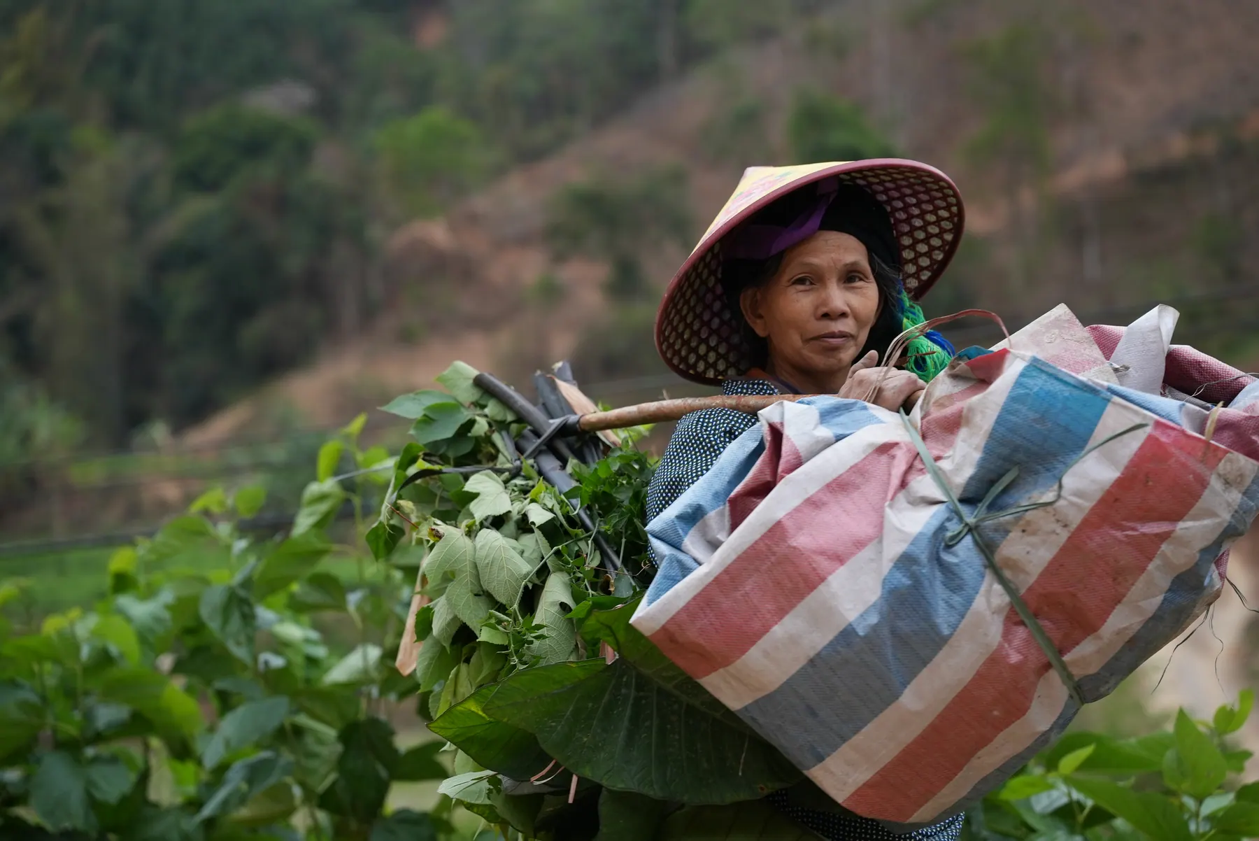 Người dân thu hái nguyên liệu vùng cao trong ảnh tư liệu Mẫu Sơn Xanh
